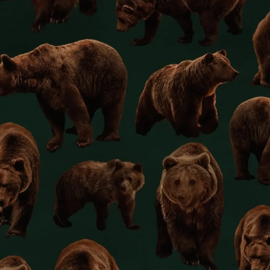 Organic Sweat Brushed - Bears Juniper Green